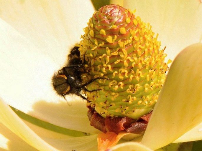 Leucadendron strobilinum