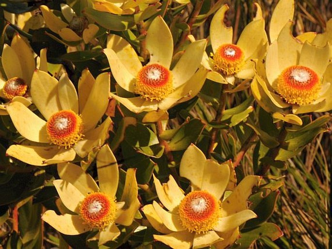 Leucadendron strobilinum