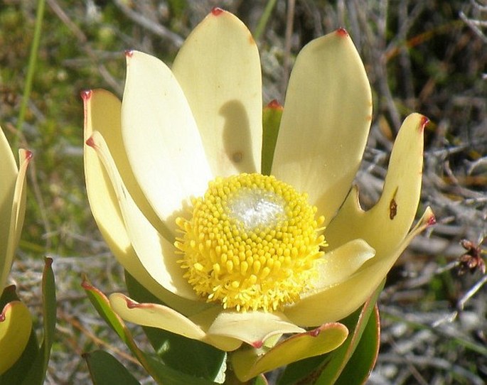 Leucadendron strobilinum