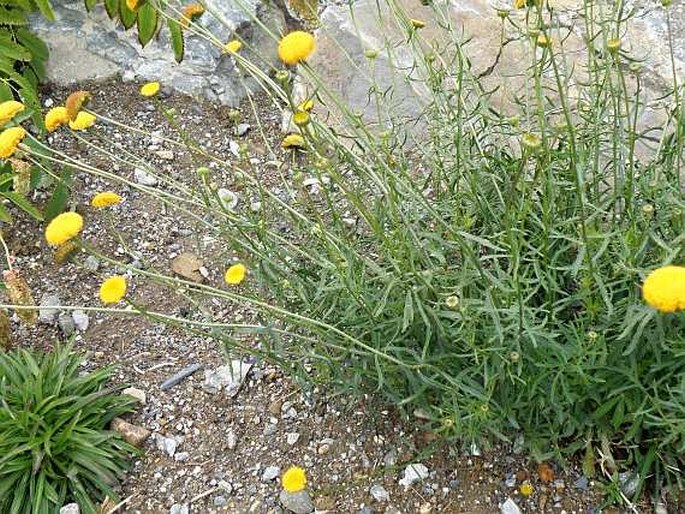 Leucanthemum virgatum