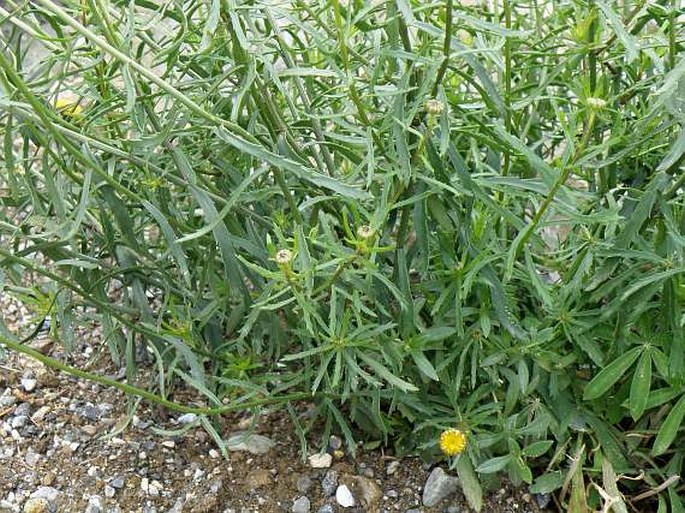 Leucanthemum virgatum