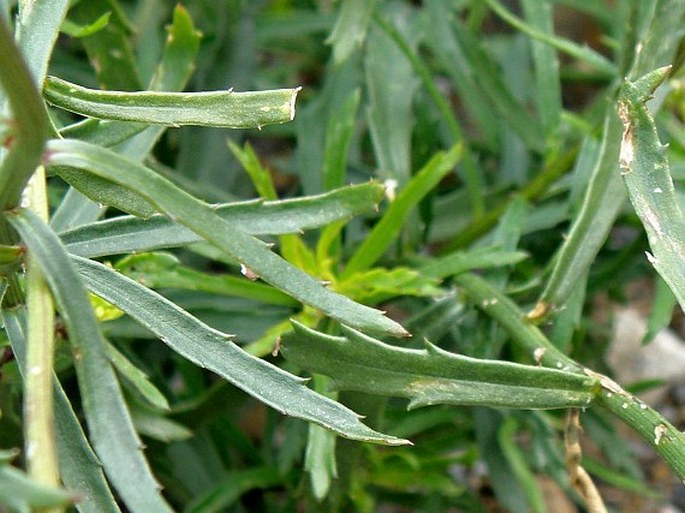 Leucanthemum virgatum