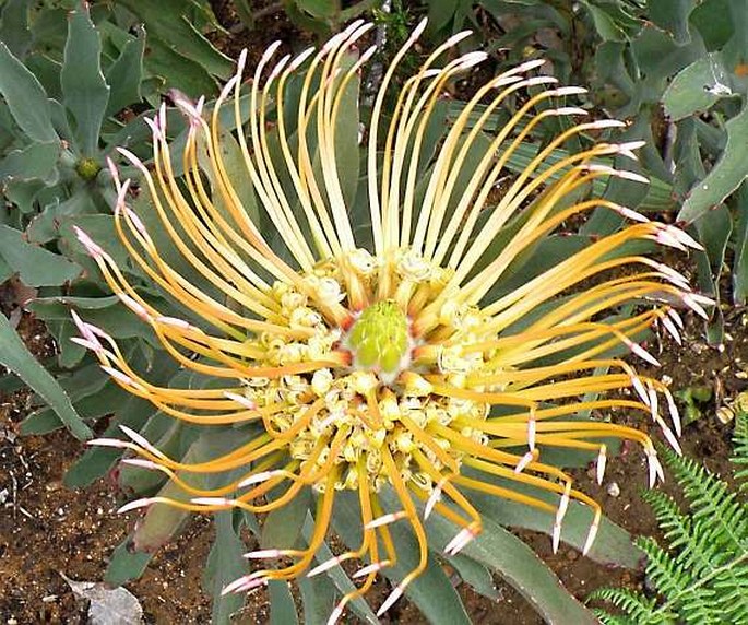 LEUCOSPERMUM CATHERINAE Compton