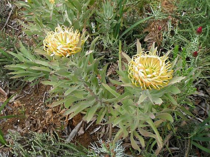 Leucospermum catherinae