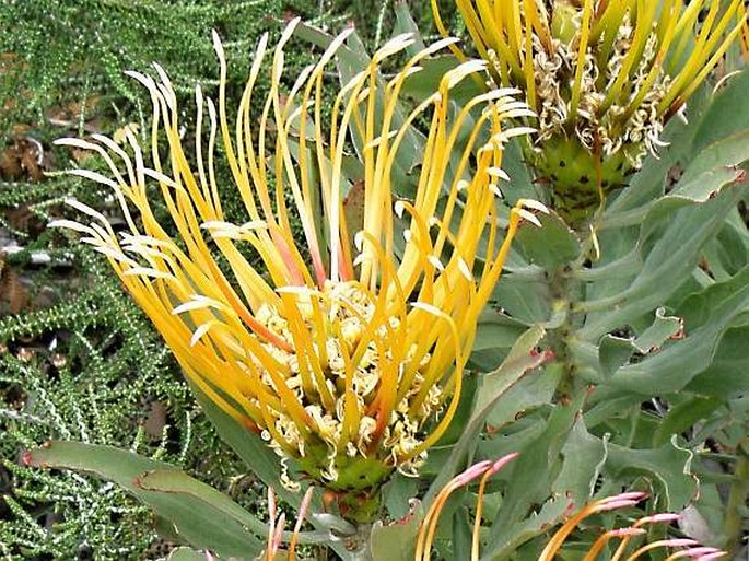 Leucospermum catherinae