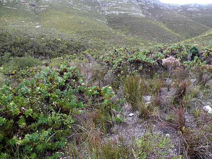 Leucospermum cordifolium