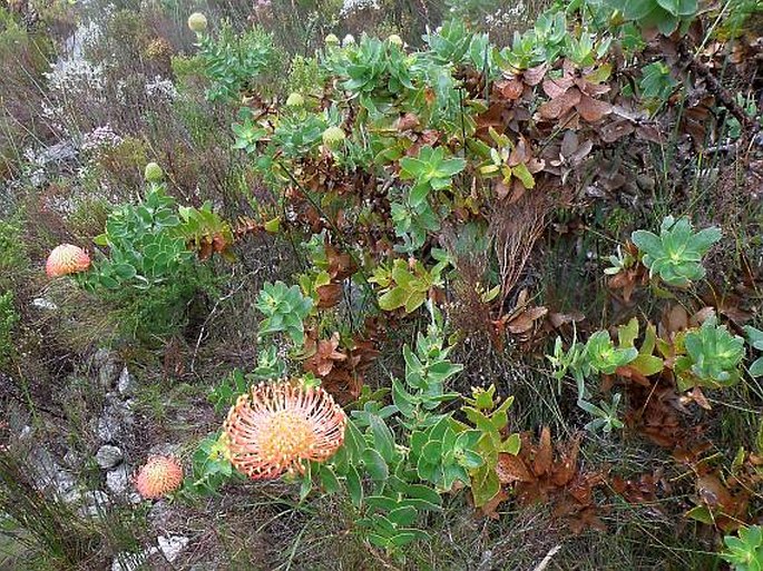 Leucospermum cordifolium