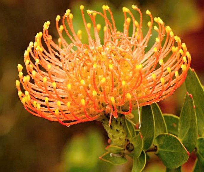 Leucospermum cordifolium