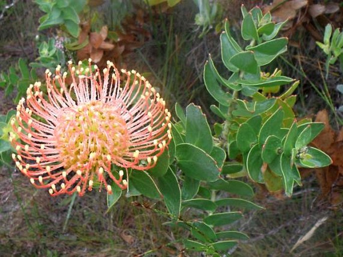 Leucospermum cordifolium