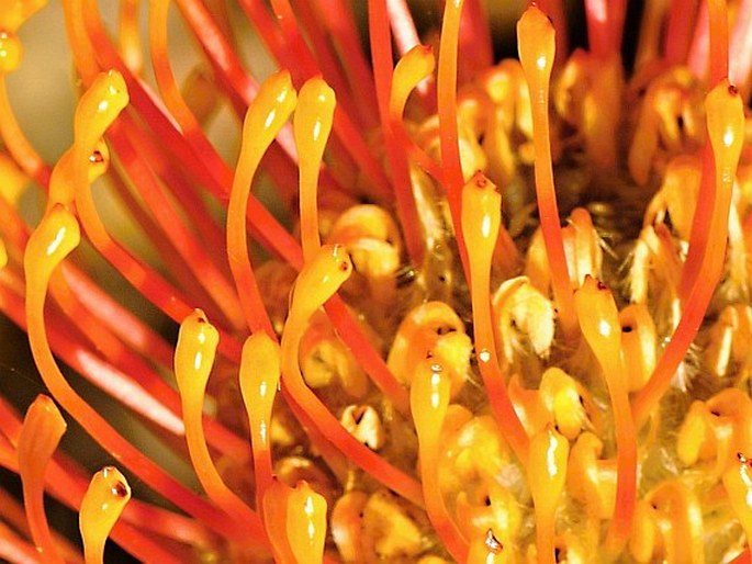 Leucospermum patersonii