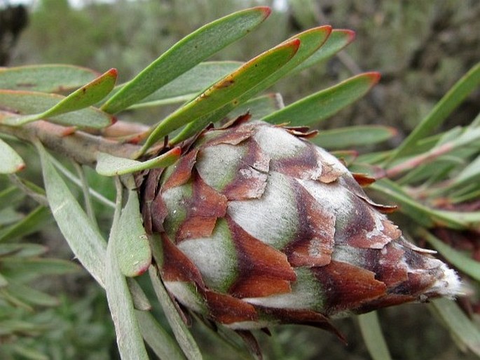 Leucadendron rubrum