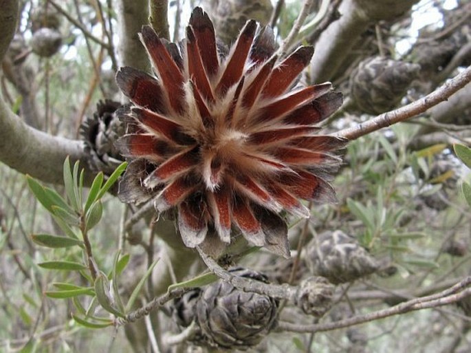 Leucadendron rubrum