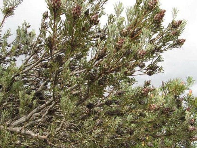 Leucadendron rubrum