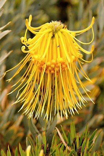 Leucospermum reflexum var. luteum