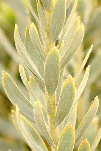 Leucospermum reflexum var. luteum