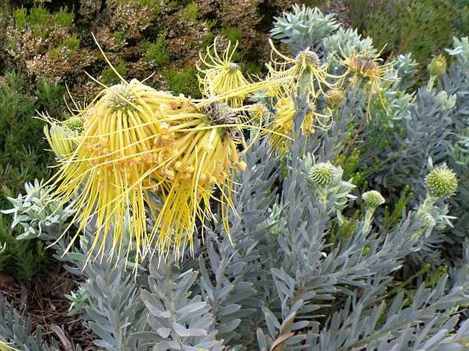 Leucospermum reflexum var. luteum