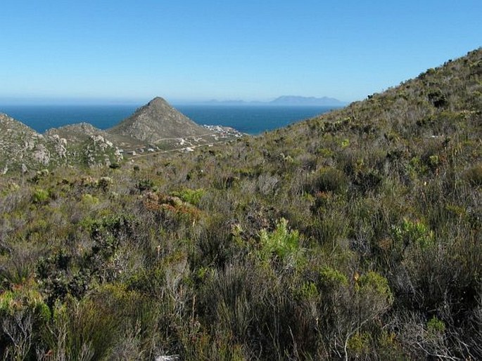 Leucospermum bolusii