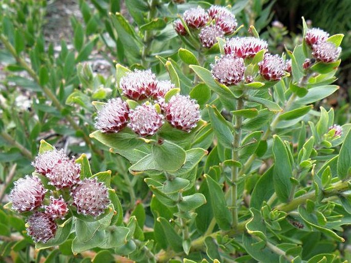 Leucospermum bolusii