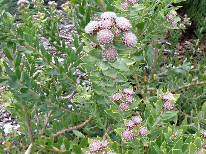 Leucospermum bolusii