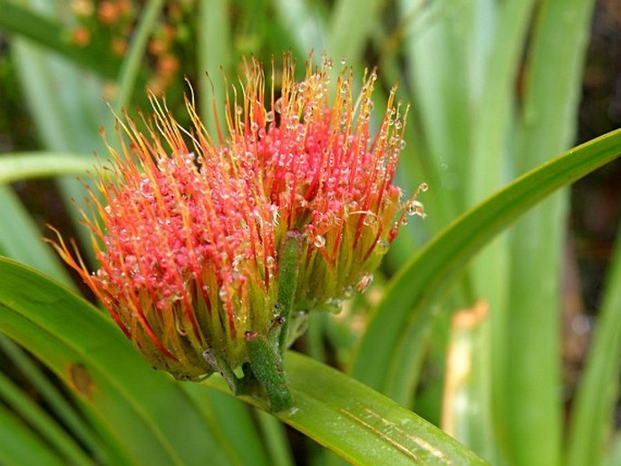 Leucospermum gracile