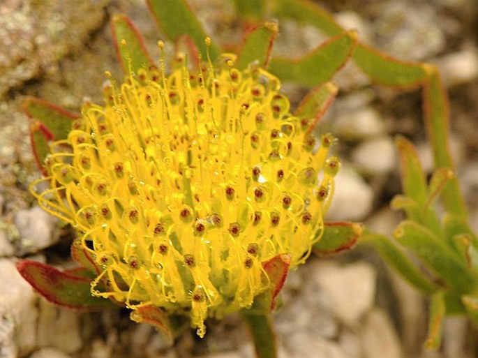 Leucospermum gracile