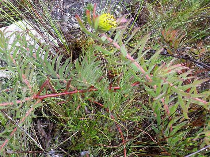 Leucospermum gracile