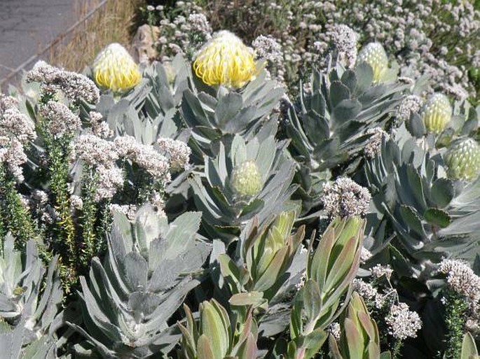 Leucospermum conocarpodendron subsp. conocarpodendron