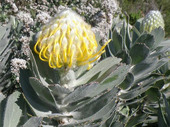 Leucospermum conocarpodendron subsp. conocarpodendron