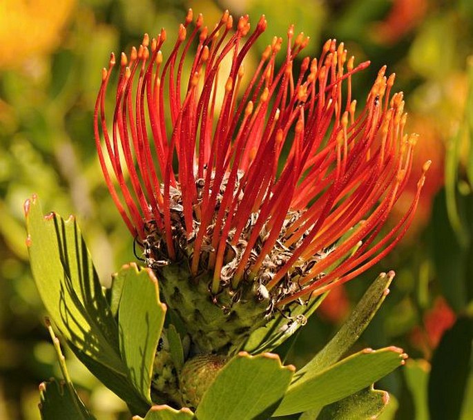 LEUCOSPERMUM CUNEIFORME (Burm. f.) Rourke