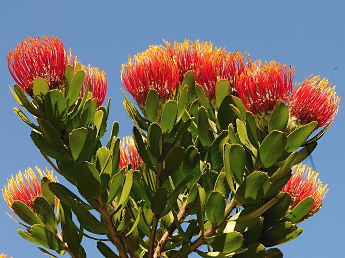 Leucospermum cuneiforme