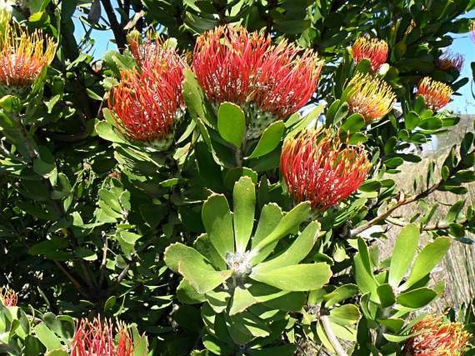 Leucospermum cuneiforme