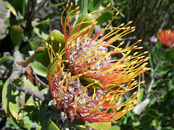 Leucospermum cuneiforme