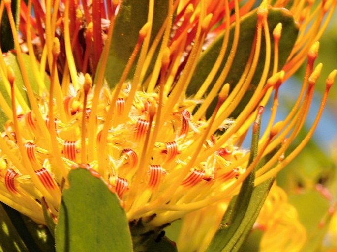 Leucospermum cuneiforme