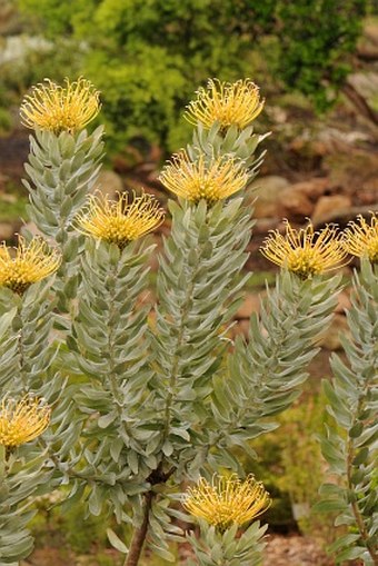 Leucospermum formosum