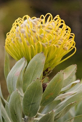 Leucospermum formosum