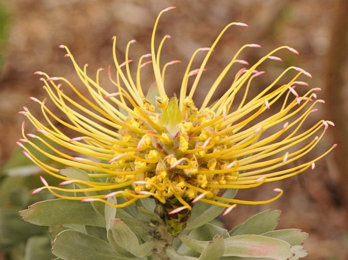 LEUCOSPERMUM FORMOSUM Loudon