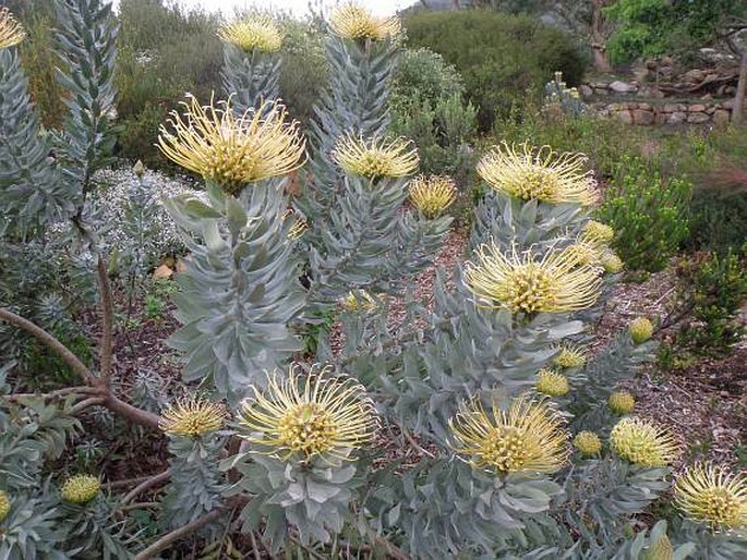 Leucospermum formosum