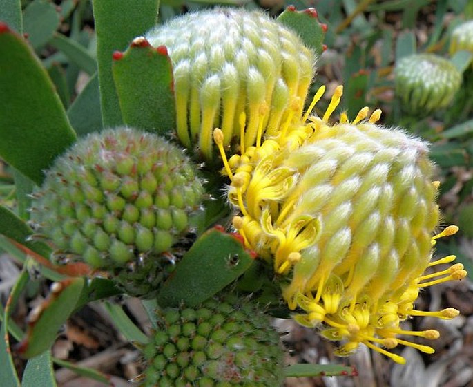 Leucospermum muirii