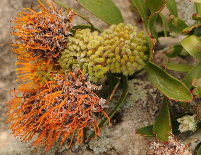 Leucospermum muirii