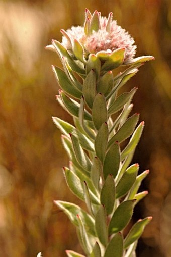 Leucospermum wittebergense