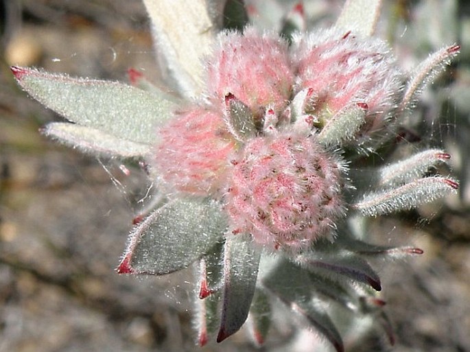 Leucospermum wittebergense