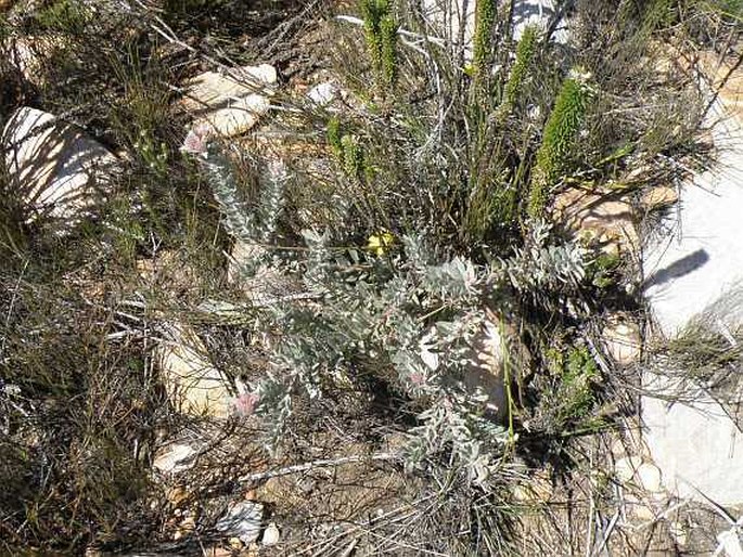 Leucospermum wittebergense