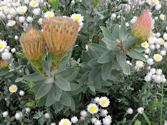 Leucospermum tottum