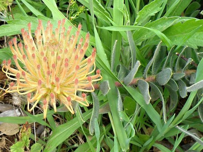 Leucospermum tottum