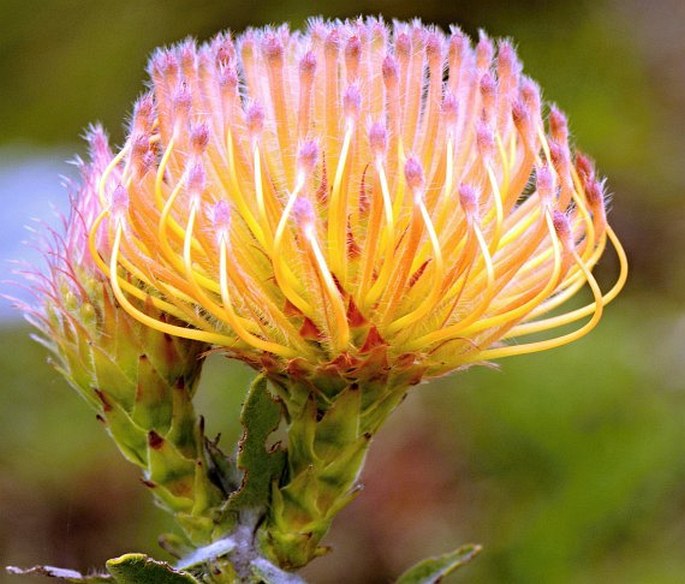 Leucospermum tottum