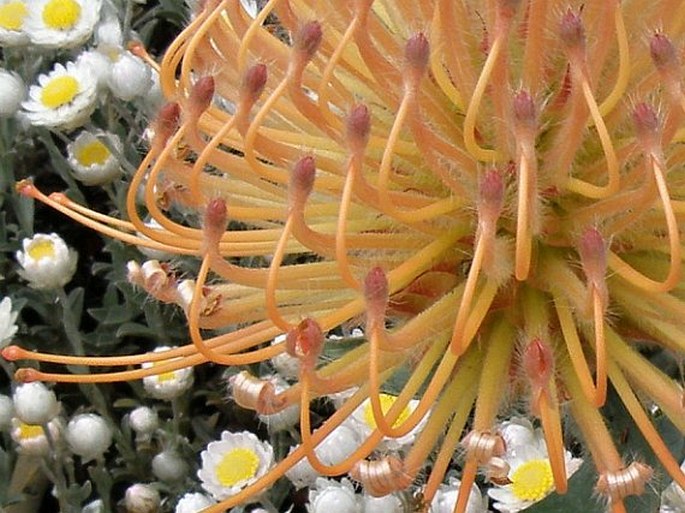 Leucospermum tottum