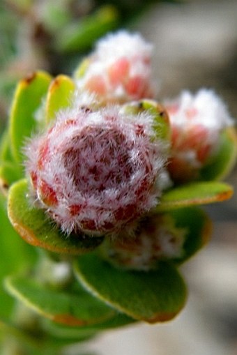 Leucospermum truncatulum