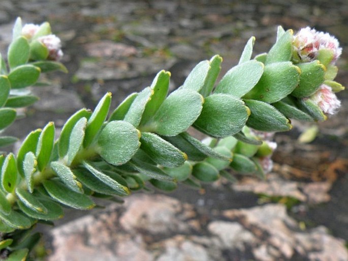 Leucospermum truncatulum