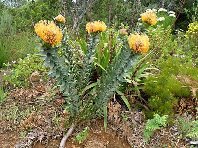 Leucospermum vestitum