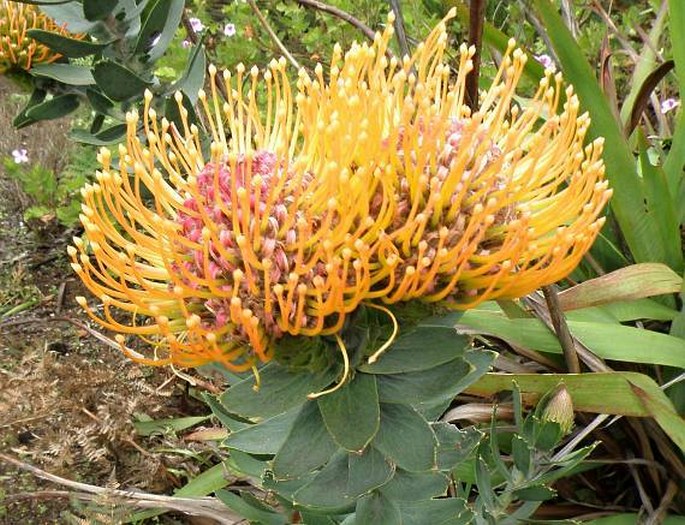 Leucospermum vestitum